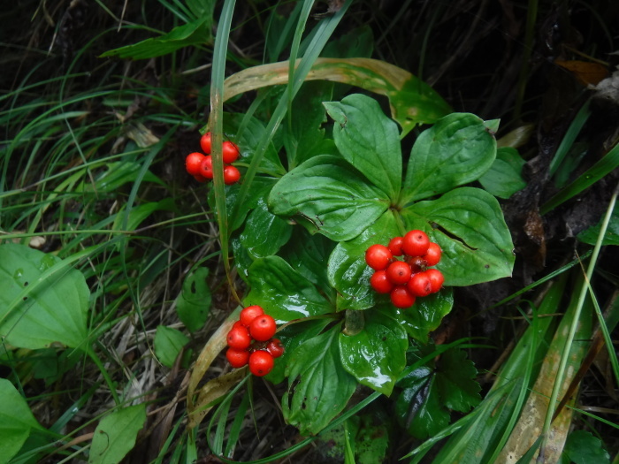 藪漕ぎ　芝草平　周回　倉石・秋山沢コース_e0265627_06274335.jpg