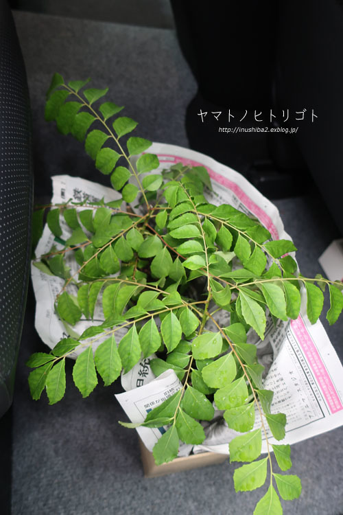 最近食べたもの【立秋】③_e0394031_06350200.jpg