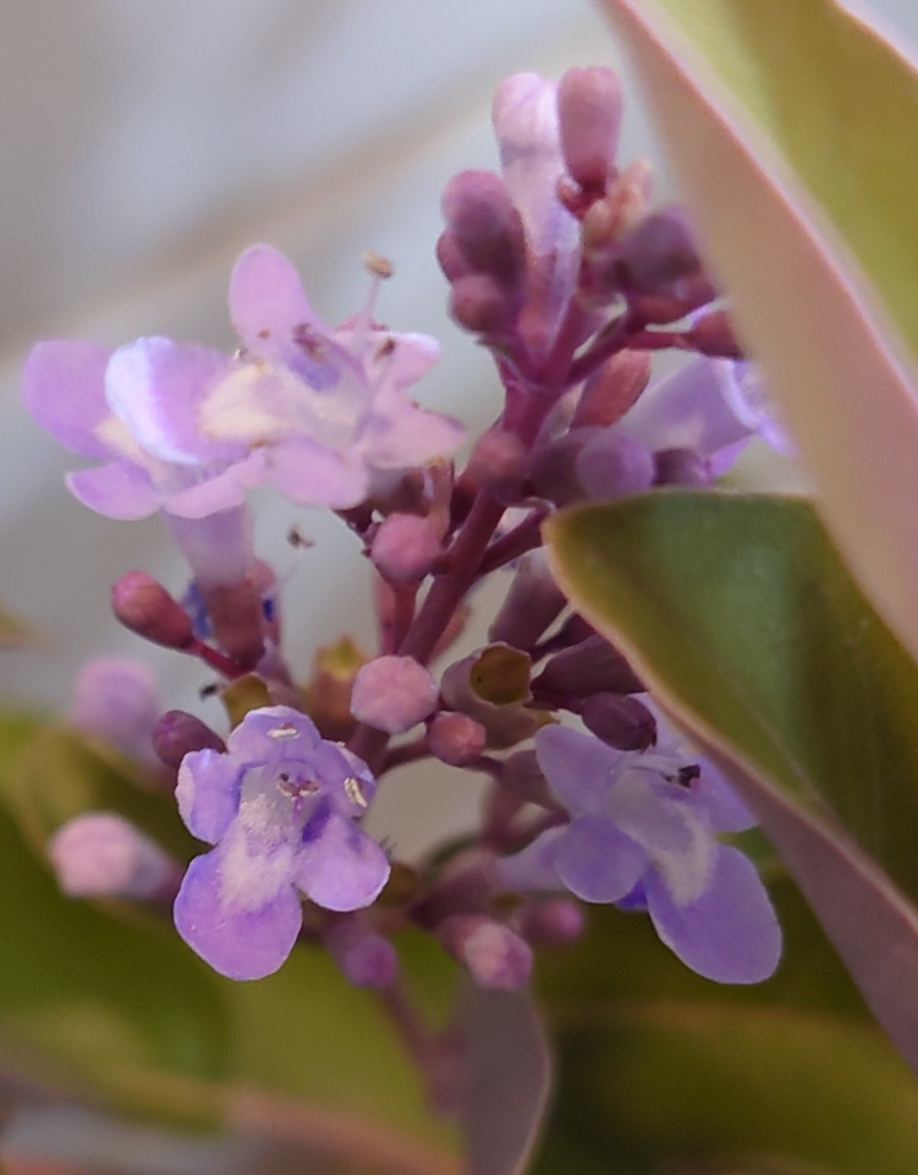 表が緑 裏は紫の葉の植物の種類 写真と短い文章 ５