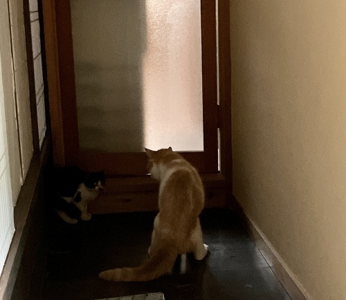 子にゃんこ 心臓バクバクの朝 ご機嫌元氣 猫の森公式ブログ