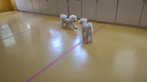 もふもふ_f0357682_23234116.jpg