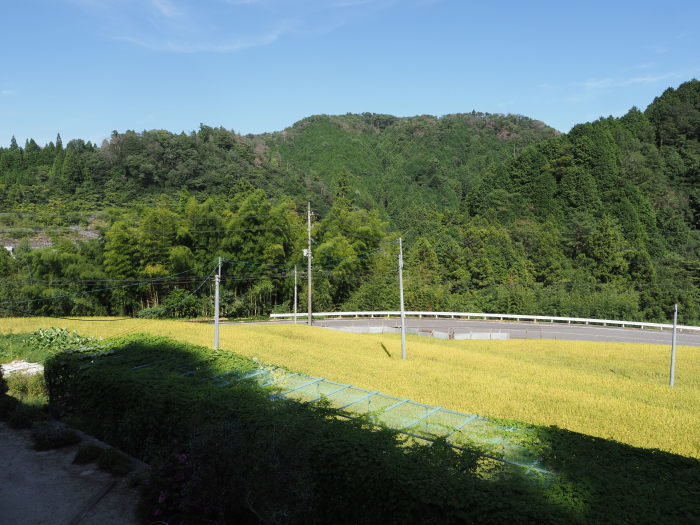 今日の田んぼ_c0116915_00163779.jpg