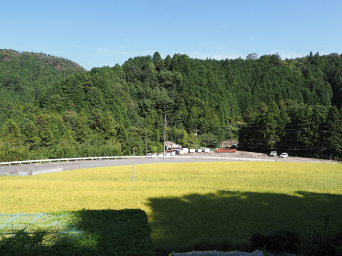 今日の田んぼ_c0116915_00165628.jpg