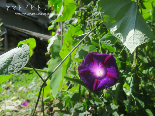 土ころ-長野の旅2021-_e0394031_06403505.jpg