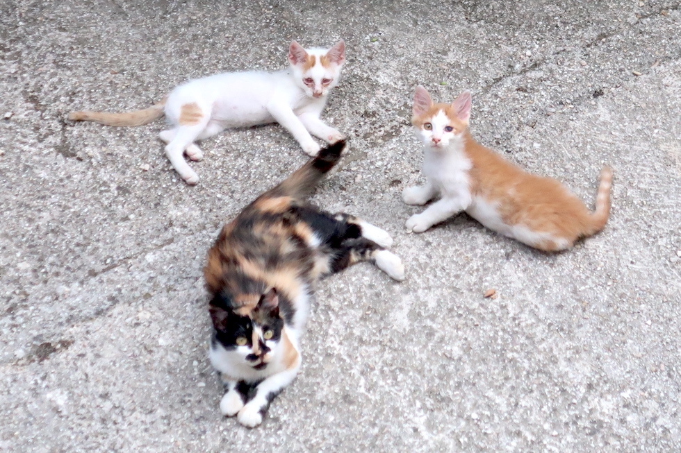 母猫のしっぽで遊ぶ子猫たちかわいい夕べ_f0234936_23134392.jpg