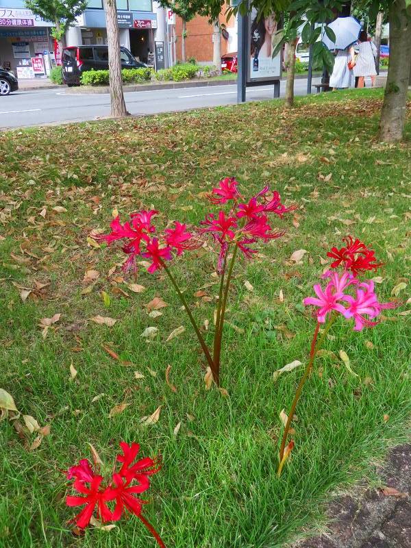 植物園の 彼岸花 曼殊沙華 20 ヒストリカル シェア 京都中心の四季 歴史 祭