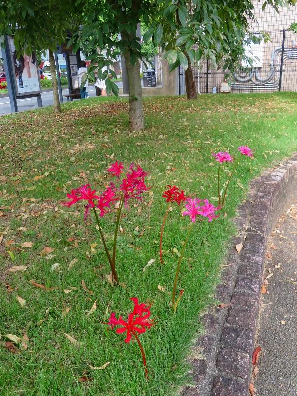 植物園の 彼岸花 曼殊沙華 20 ヒストリカル シェア 京都中心の四季 歴史 祭 植物園の 彼岸花 曼殊沙華 20 ヒストリカル シェア 京都中心の四季 歴史 祭