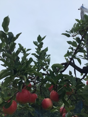 ８月はすぎる20228／31_e0019167_08332081.jpeg