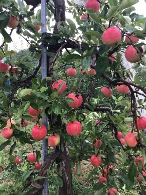 ８月はすぎる20228／31_e0019167_08362346.jpeg