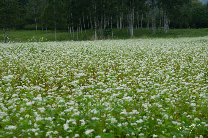 蕎麦畑_c0085877_07391168.jpg