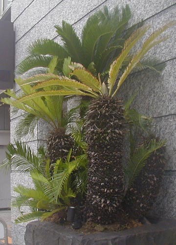 ●撮り鉄の轍踏み蘇鉄読み耽り、その27_d0053294_00230392.jpg