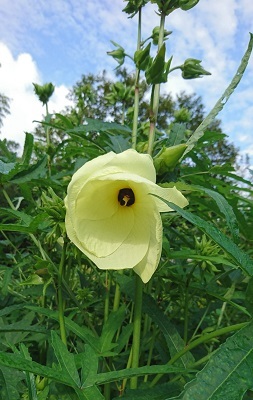 大きかった花オクラ 鈴木千登世 南の魚座 福岡短歌日乗
