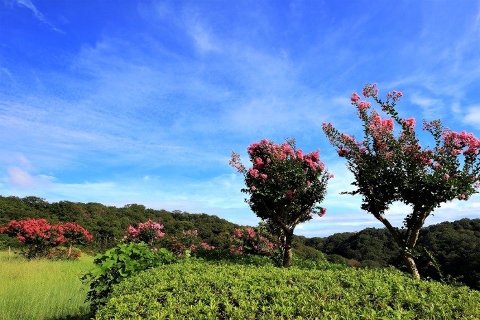 百日紅の花_a0143839_00093524.jpg