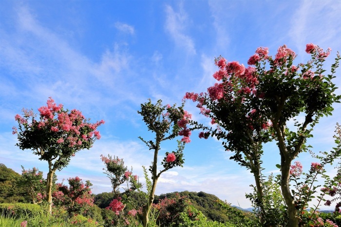 百日紅の花_a0143839_00093815.jpg