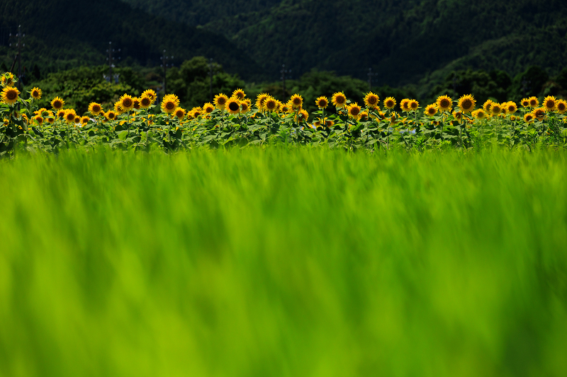 2022夏の花畑　関のひまわり畑（三重県津市）_f0155048_22495635.jpg