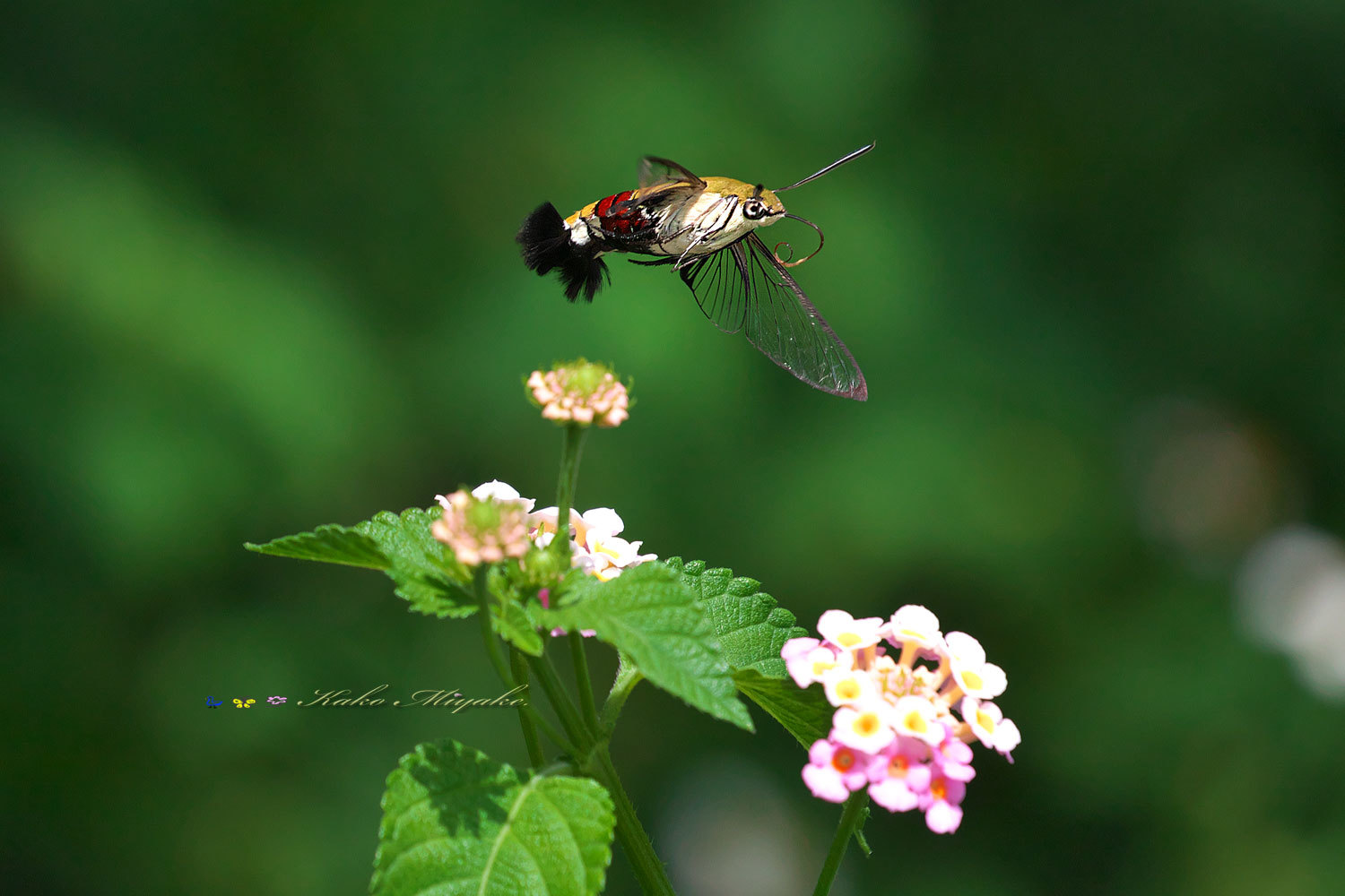オオスカシバ ぼちぼち と 野鳥大好き O
