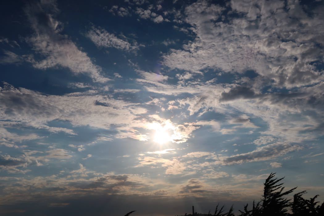 Brown Pelican 3_a0397115_18111015.jpeg