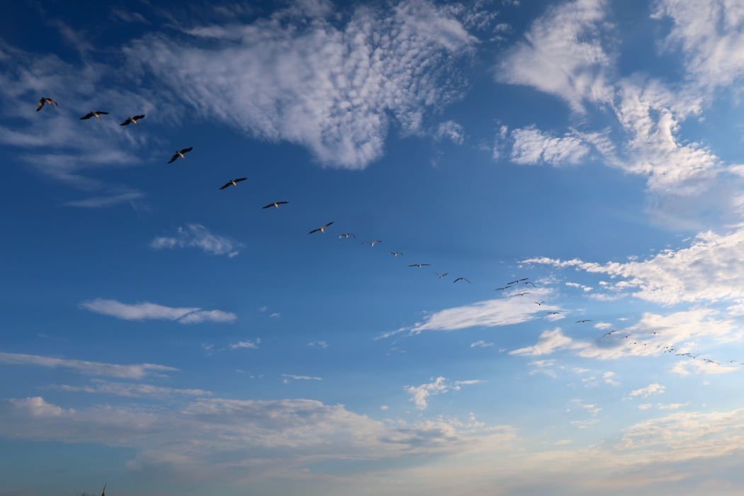 Brown Pelican 3_a0397115_18114991.jpeg