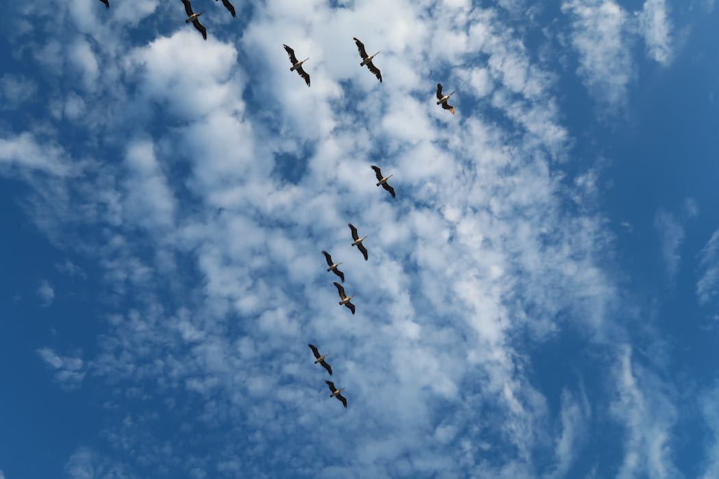 Brown Pelican 3_a0397115_18120092.jpeg
