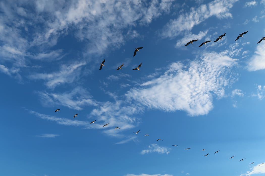 Brown Pelican 3_a0397115_18121206.jpeg