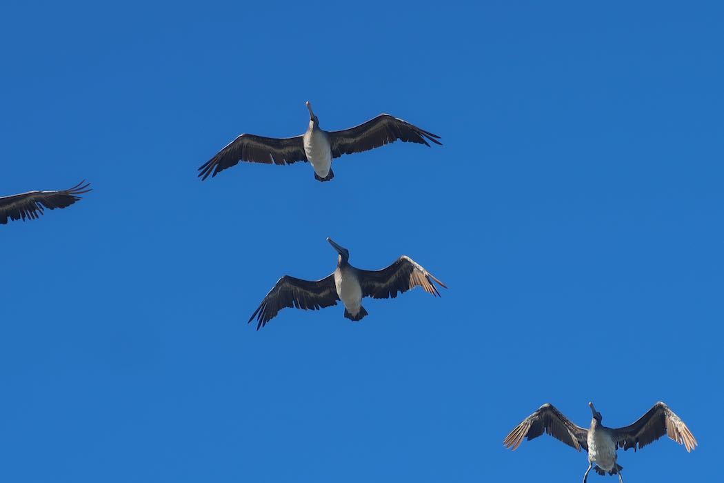 Brown Pelican 3_a0397115_18133725.jpeg