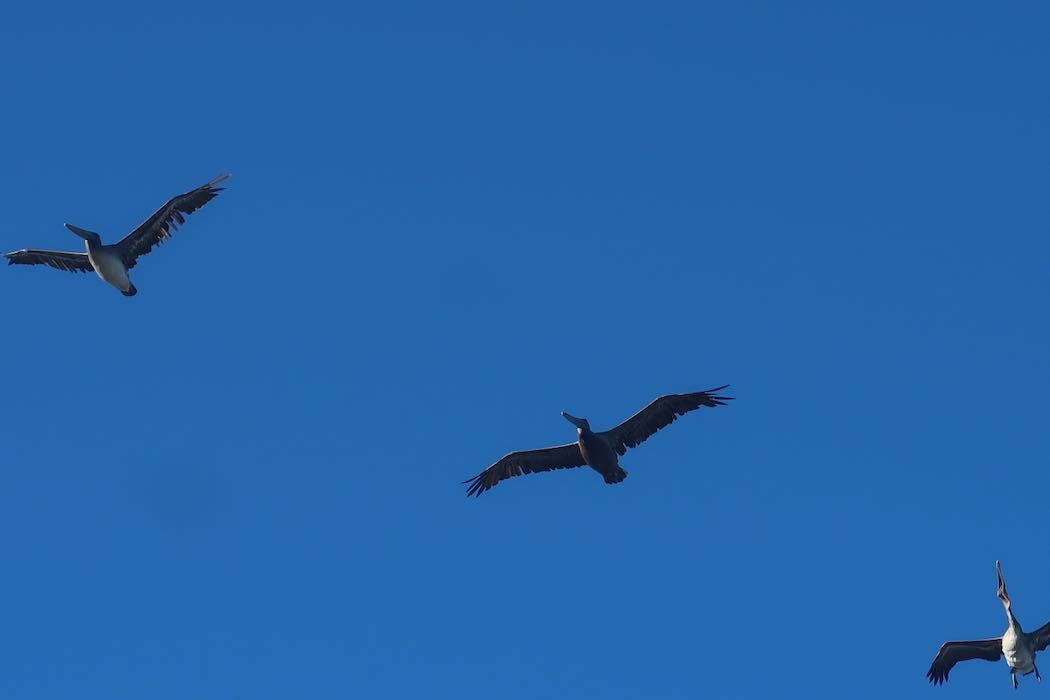 Brown Pelican 3_a0397115_18135419.jpeg