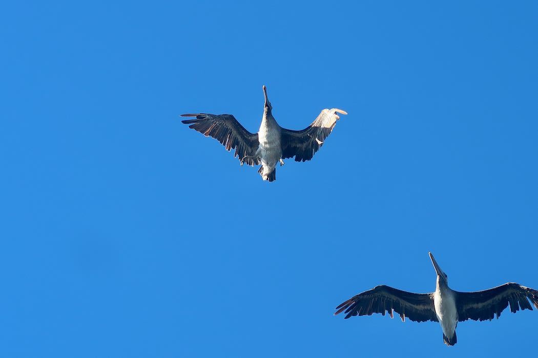 Brown Pelican 3_a0397115_18140816.jpeg