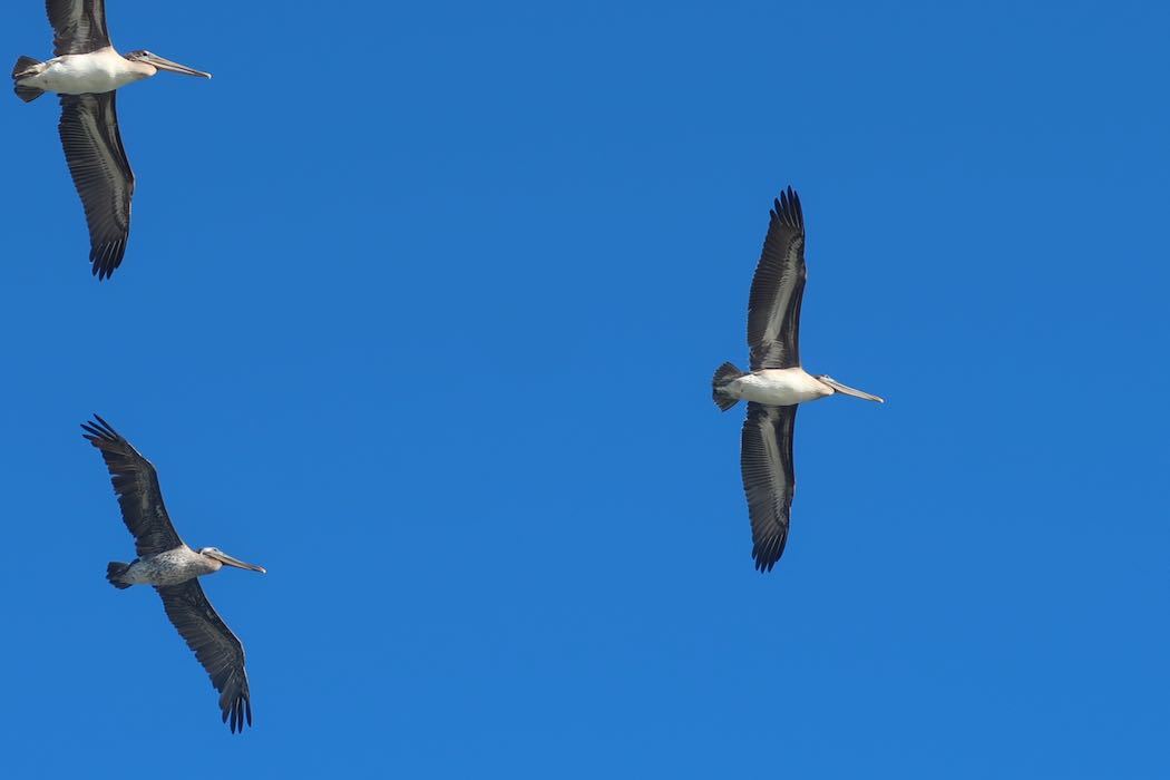 Brown Pelican 3_a0397115_18312073.jpeg