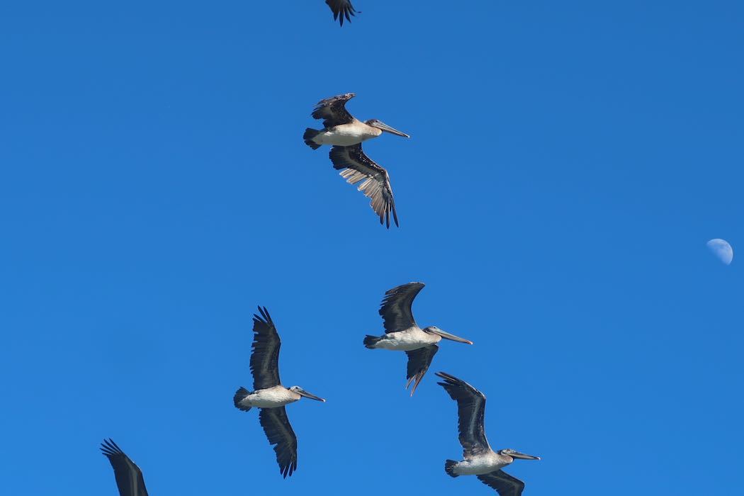 Brown Pelican 3_a0397115_18325473.jpeg