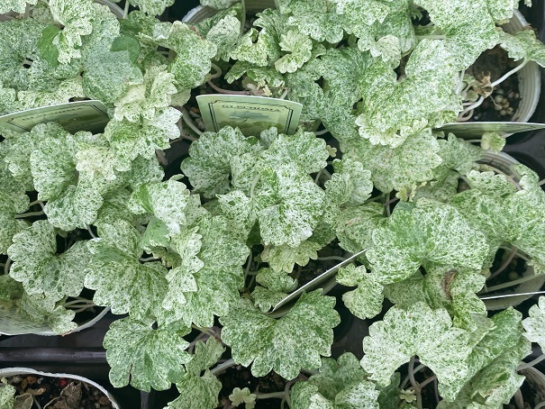 花苗入荷情報【’220902】_a0201358_17030091.jpg