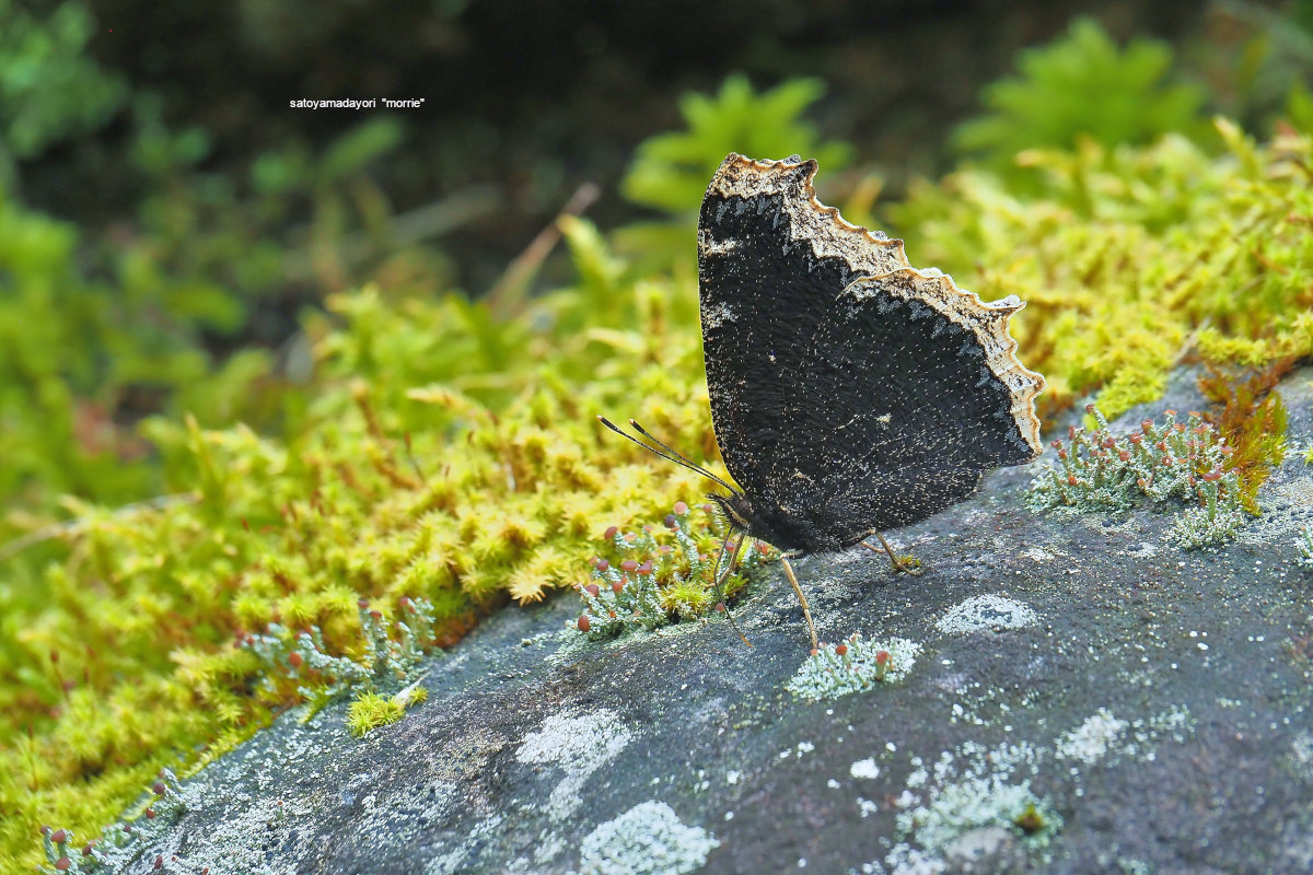 遠征記 苔生す岩場で ｷﾍﾞﾘﾀﾃﾊ撮り 22 08 Late 里山便り