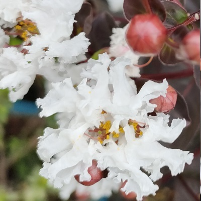 サルスベリ” 第2弾：'ブラックパール ホワイト' : 健気に育つ