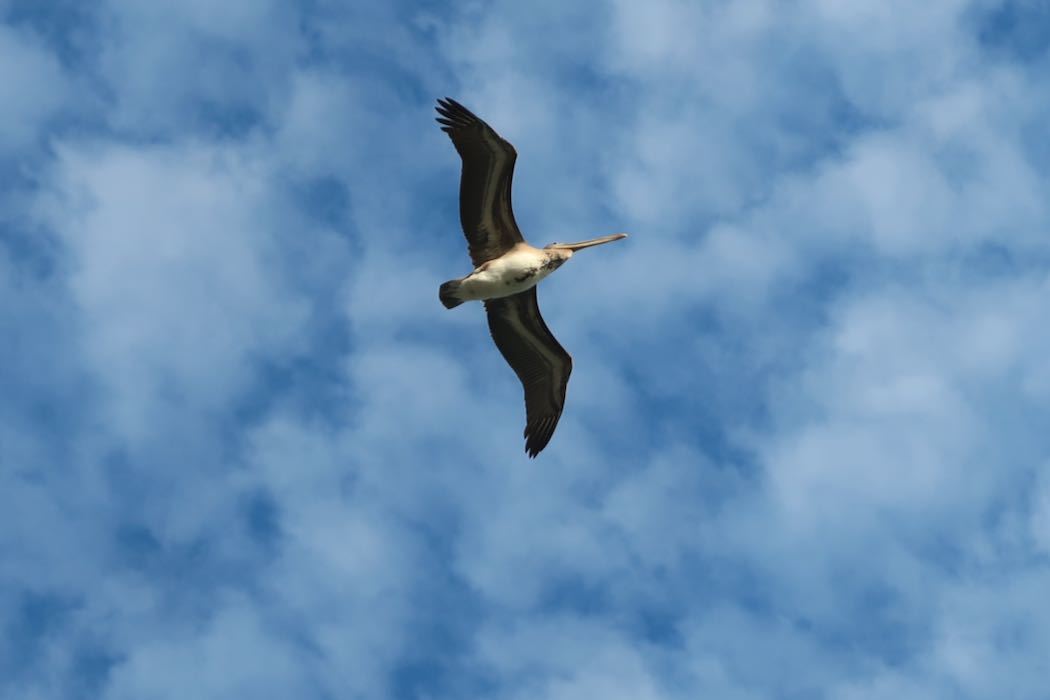 Brown Pelican 3_a0397115_18550685.jpeg