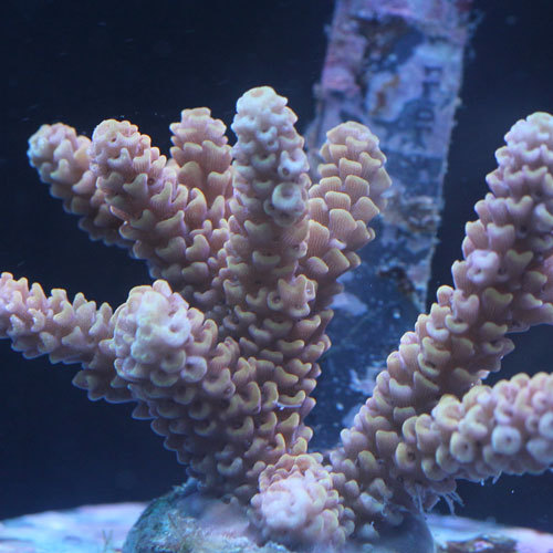 Little Acropora_d0221436_01085688.jpg