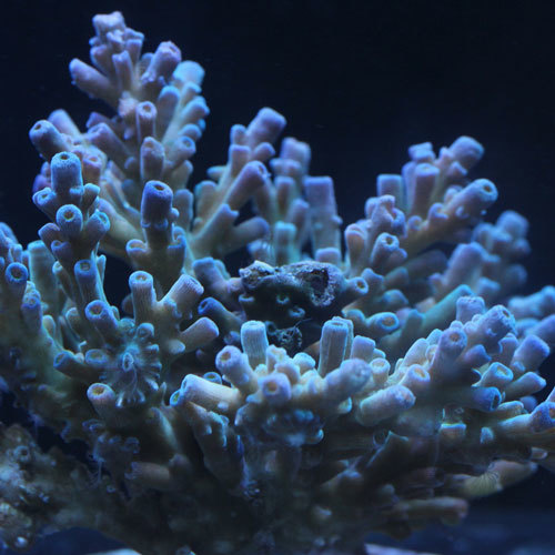 Little Acropora_d0221436_01093036.jpg