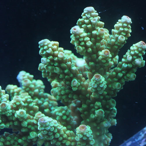 Little Acropora_d0221436_01093843.jpg