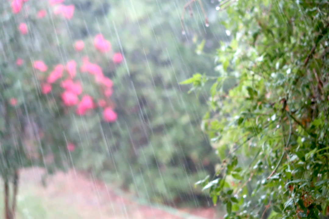 百日紅にオリーブに雨降り夕べには空晴れて白い月_f0234936_23443968.jpg