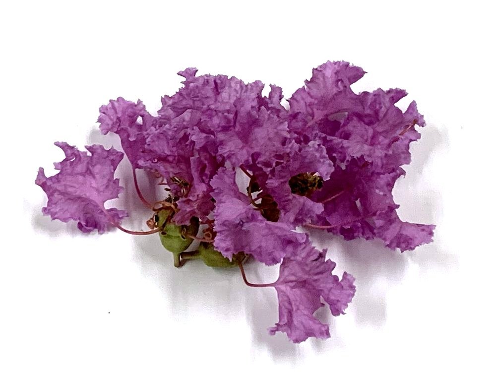 ☆サルスベリの花がまだまだ見頃☆_c0092953_06052151.jpg