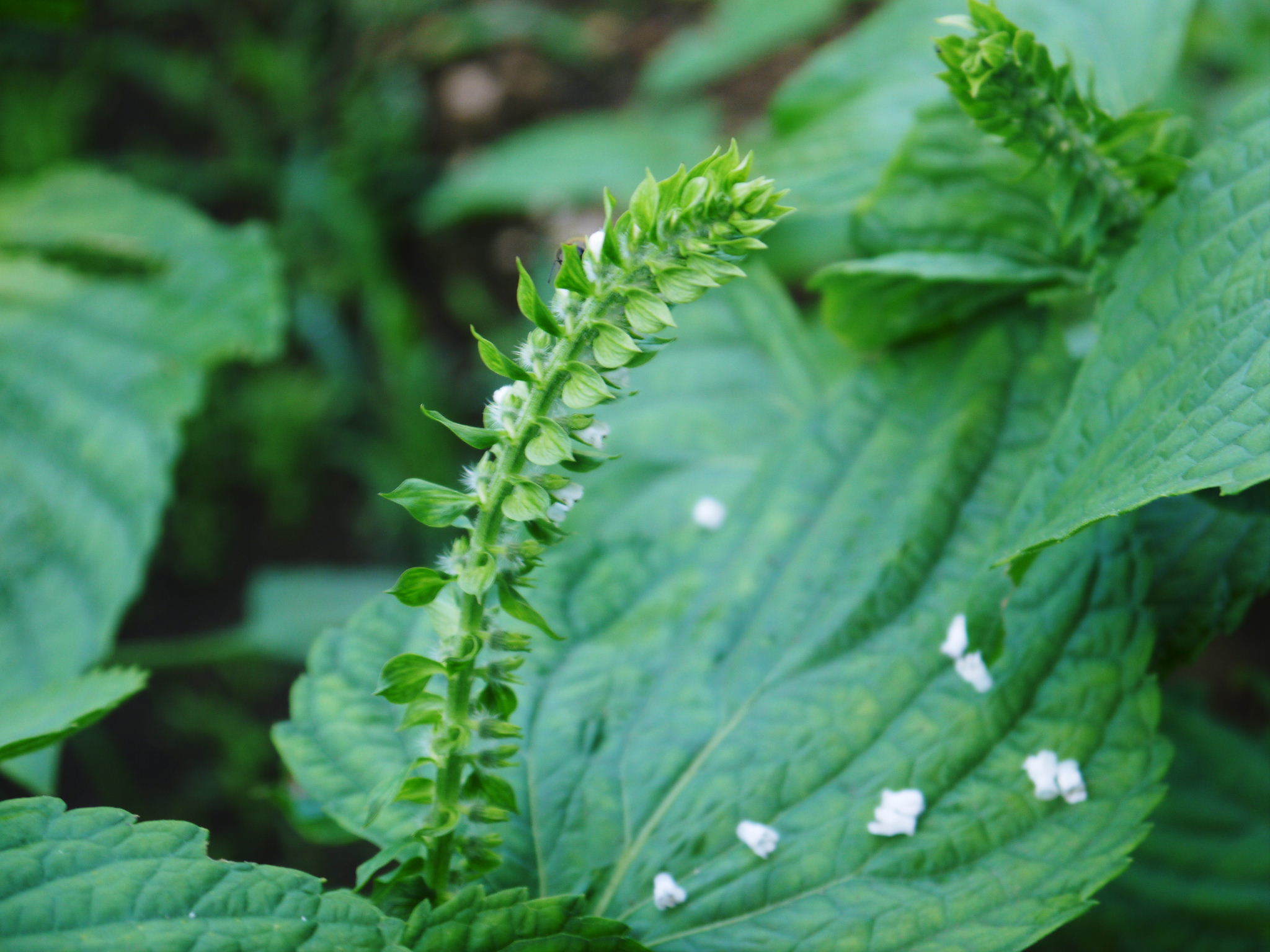 無農薬栽培の『えごま油』数量限定販売中!栽培中の白えごまは花から実へ!黒エゴマは土寄せを施しました!_a0254656_16561526.jpg