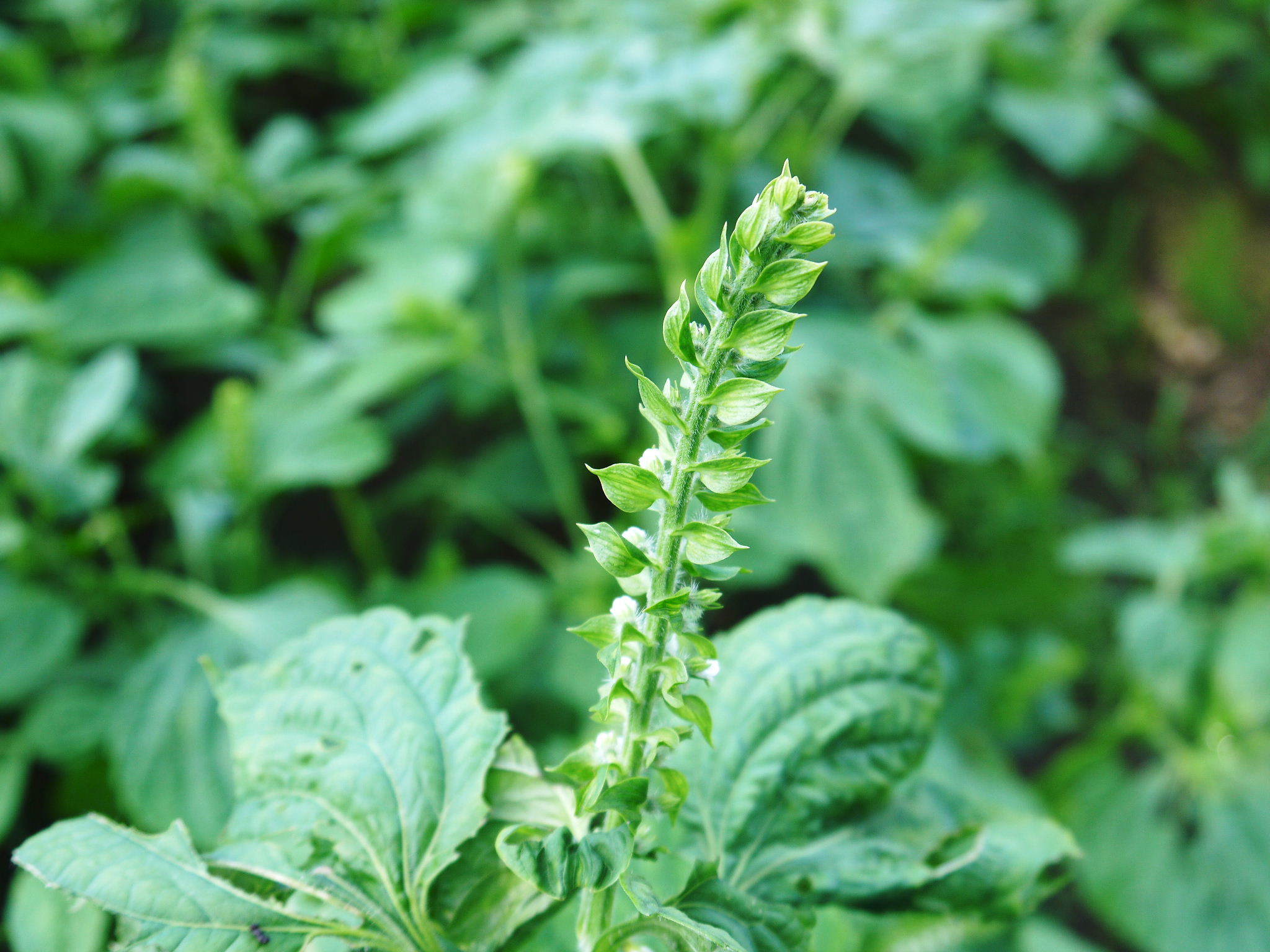 無農薬栽培の『えごま油』数量限定販売中!栽培中の白えごまは花から実へ!黒エゴマは土寄せを施しました!_a0254656_17051152.jpg