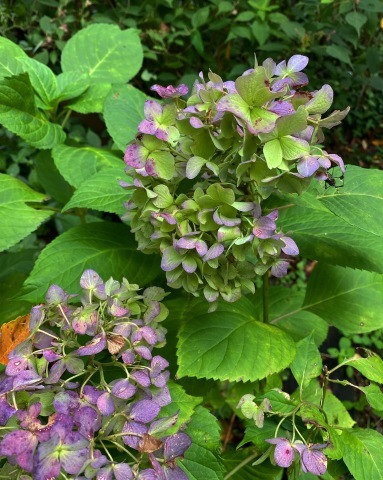 笠間の庭へ ちいさな幸せのある毎日