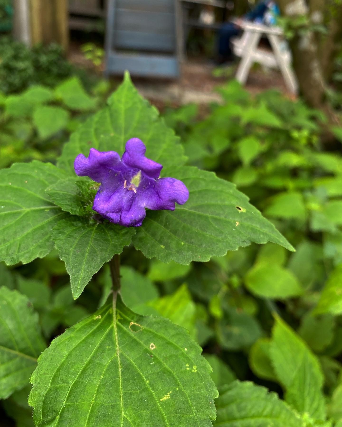 笠間の庭へ ちいさな幸せのある毎日