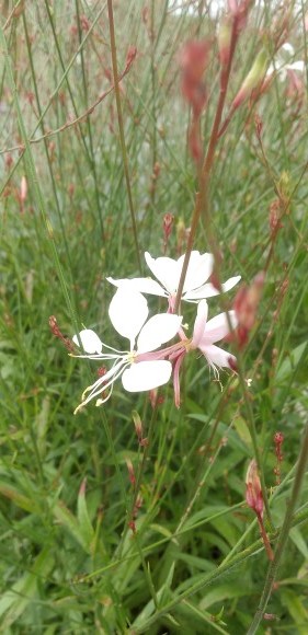 9月のお茶時間と散歩_c0225325_16031294.jpg