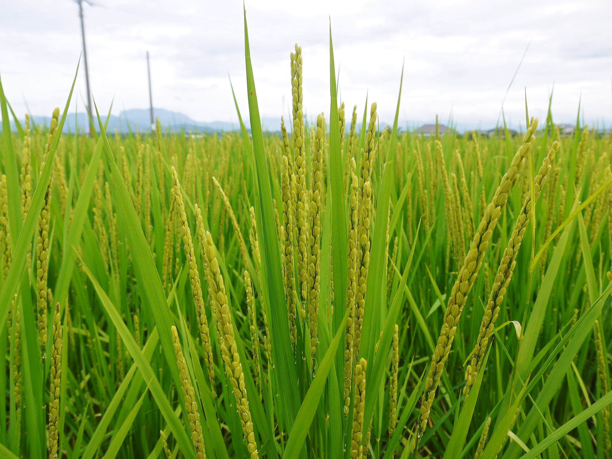 無農薬栽培の『雑穀米』『発芽玄米』『米粉』のお米に元気な花が咲きました！命みなぎるお米です！_a0254656_17015238.jpg