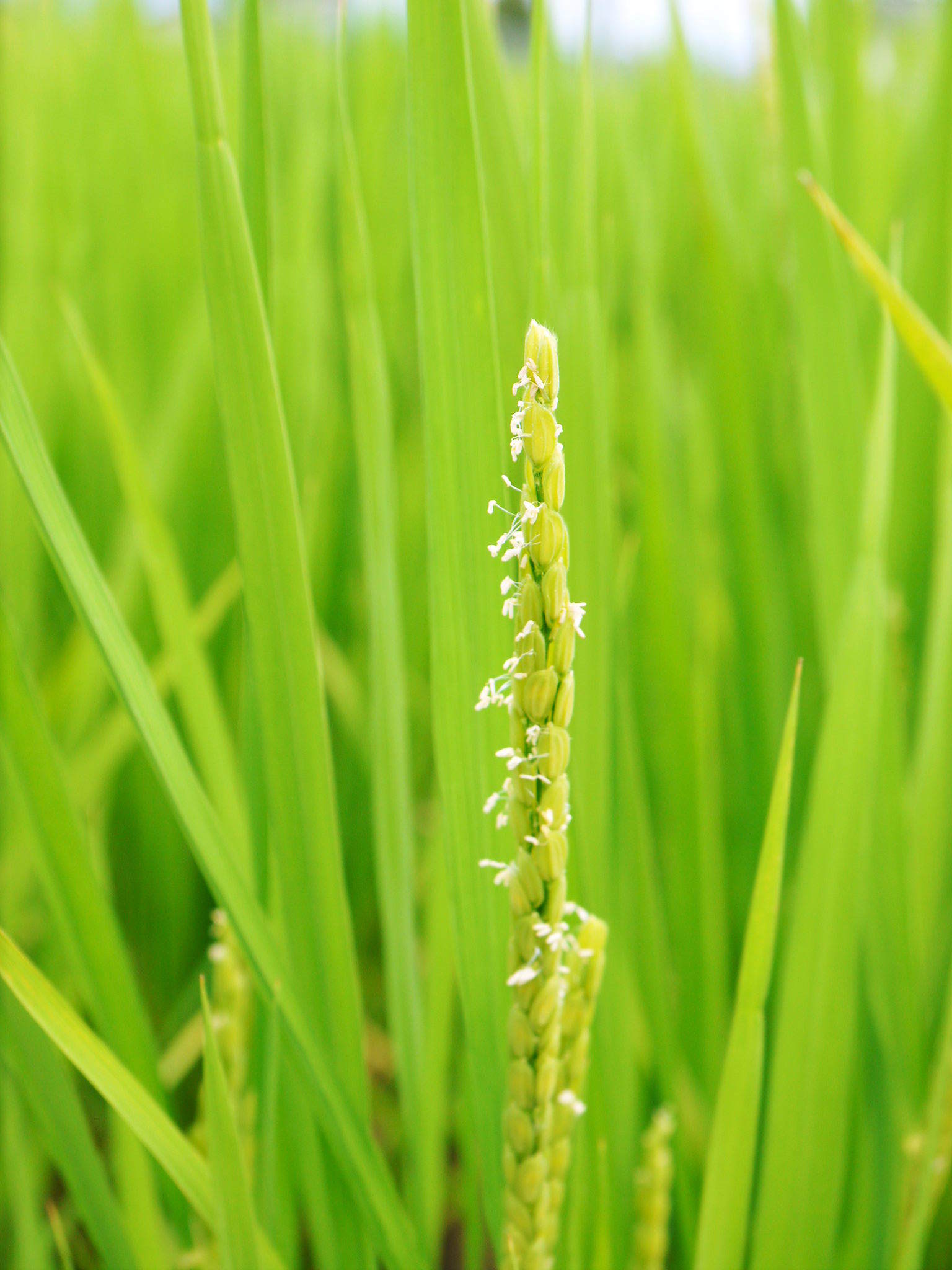 無農薬栽培の『雑穀米』『発芽玄米』『米粉』のお米に元気な花が咲きました！命みなぎるお米です！_a0254656_17430288.jpg