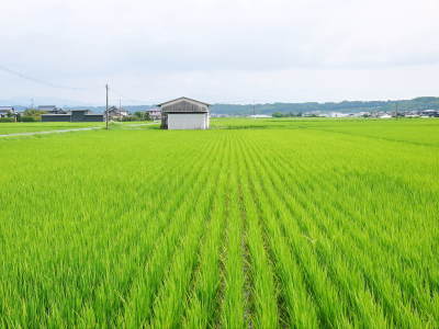 無農薬栽培の『雑穀米』『発芽玄米』『米粉』のお米に元気な花が咲きました！命みなぎるお米です！_a0254656_17474077.jpg