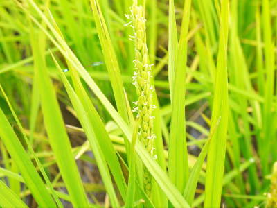 無農薬栽培の『雑穀米』『発芽玄米』『米粉』のお米に元気な花が咲きました！命みなぎるお米です！_a0254656_17523588.jpg