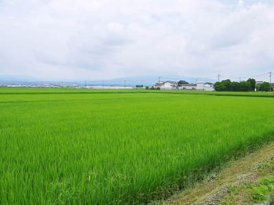 無農薬栽培の『雑穀米』『発芽玄米』『米粉』のお米に元気な花が咲きました！命みなぎるお米です！_a0254656_18014300.jpg