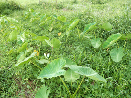 8月の自然農の畑_d0366590_07304763.jpg