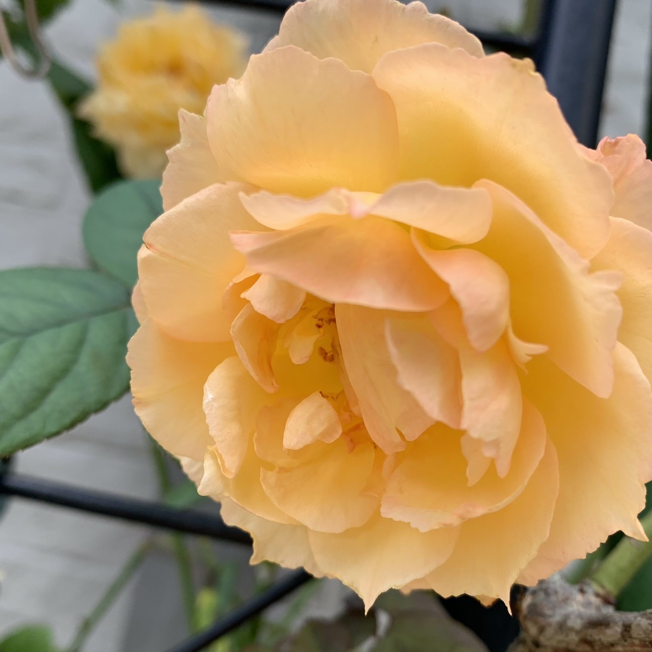 教室LINEから_e0358096_18185693.jpeg